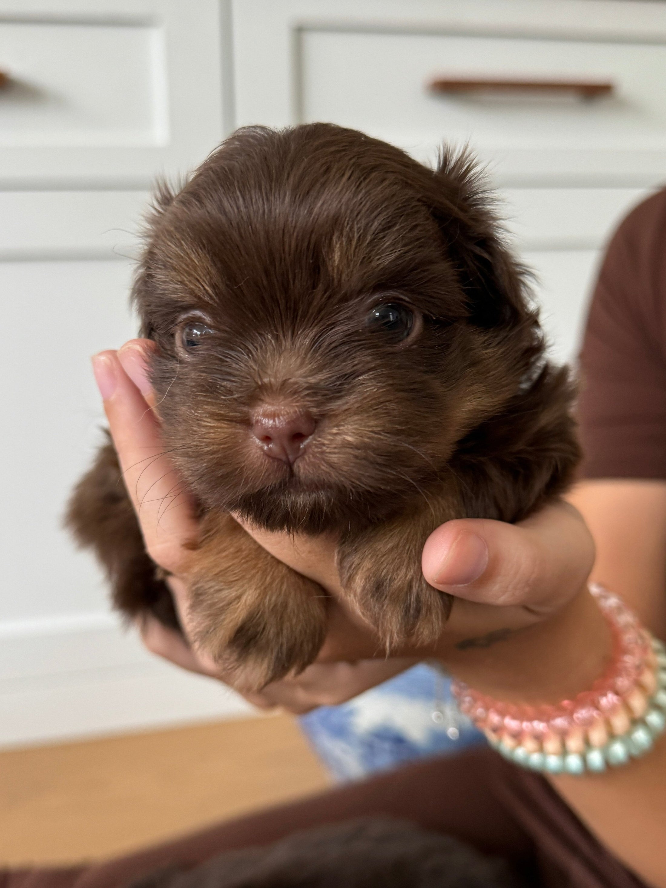 Sunshine Mi-Ki "Jacob"