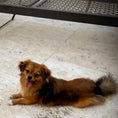 Load image into Gallery viewer, Sunshine Mi-Ki's "Romeo"
