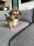 Load image into Gallery viewer, Sunshine Mi-Ki's "Romeo"
