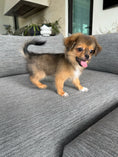 Load image into Gallery viewer, Sunshine Mi-Ki's "Romeo"

