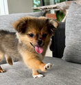 Load image into Gallery viewer, Sunshine Mi-Ki's "Romeo"
