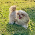 Load image into Gallery viewer, Sunshine Mi-Ki's "Simon"
