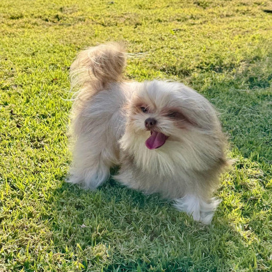Sunshine Mi-Ki's "Simon"