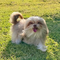 Load image into Gallery viewer, Sunshine Mi-Ki's "Simon"
