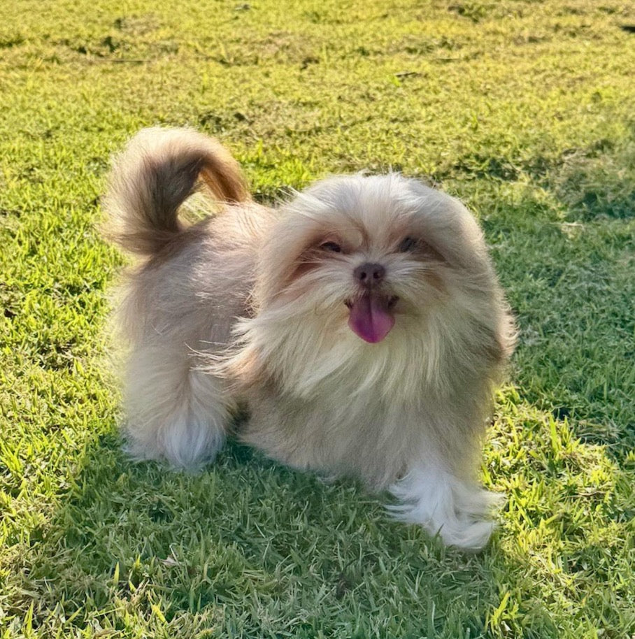 Sunshine Mi-Ki's "Simon"