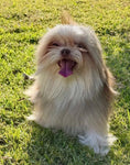 Load image into Gallery viewer, Sunshine Mi-Ki's "Simon"
