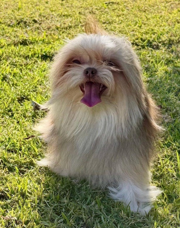 Sunshine Mi-Ki's "Simon"