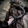 Load image into Gallery viewer, Teacup MiKi Puppy Black Coat with white chest. Long Coat
