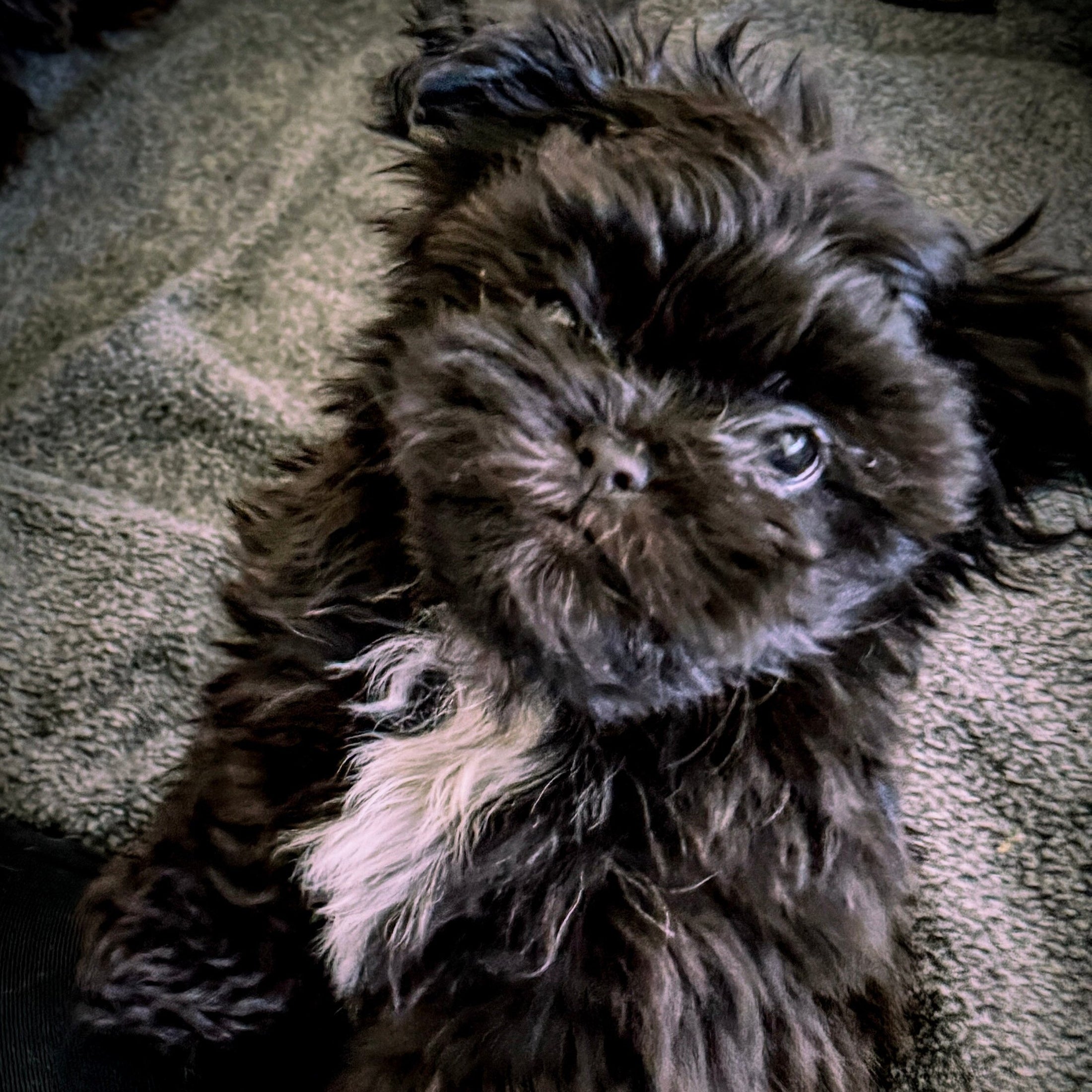 Teacup MiKi Puppy Black Coat with white chest. Long Coat