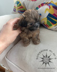 Load image into Gallery viewer, "Livie" - Sunshine Mi-Ki's
