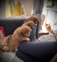 Load image into Gallery viewer, "Livie" - Sunshine Mi-Ki's
