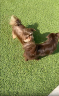 Load and play video in Gallery viewer, Sunshine Mi-Ki's Brothers Long Coat Jacob and Smooth face Edward. From the same litter out of Sunshine Mi-Ki's Cocoa 
