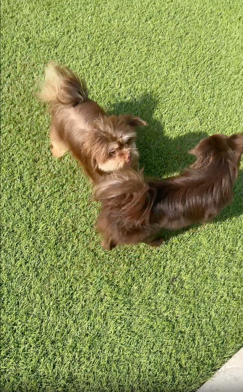 Sunshine Mi-Ki's Brothers Long Coat Jacob and Smooth face Edward. From the same litter out of Sunshine Mi-Ki's Cocoa 