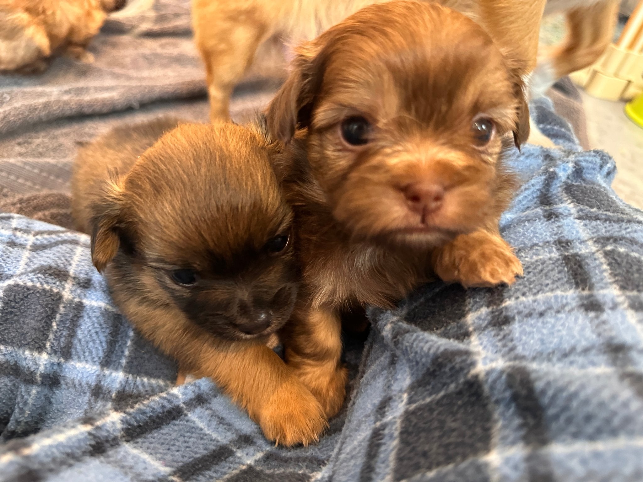 "Simon" - Sunshine Mi-Ki's