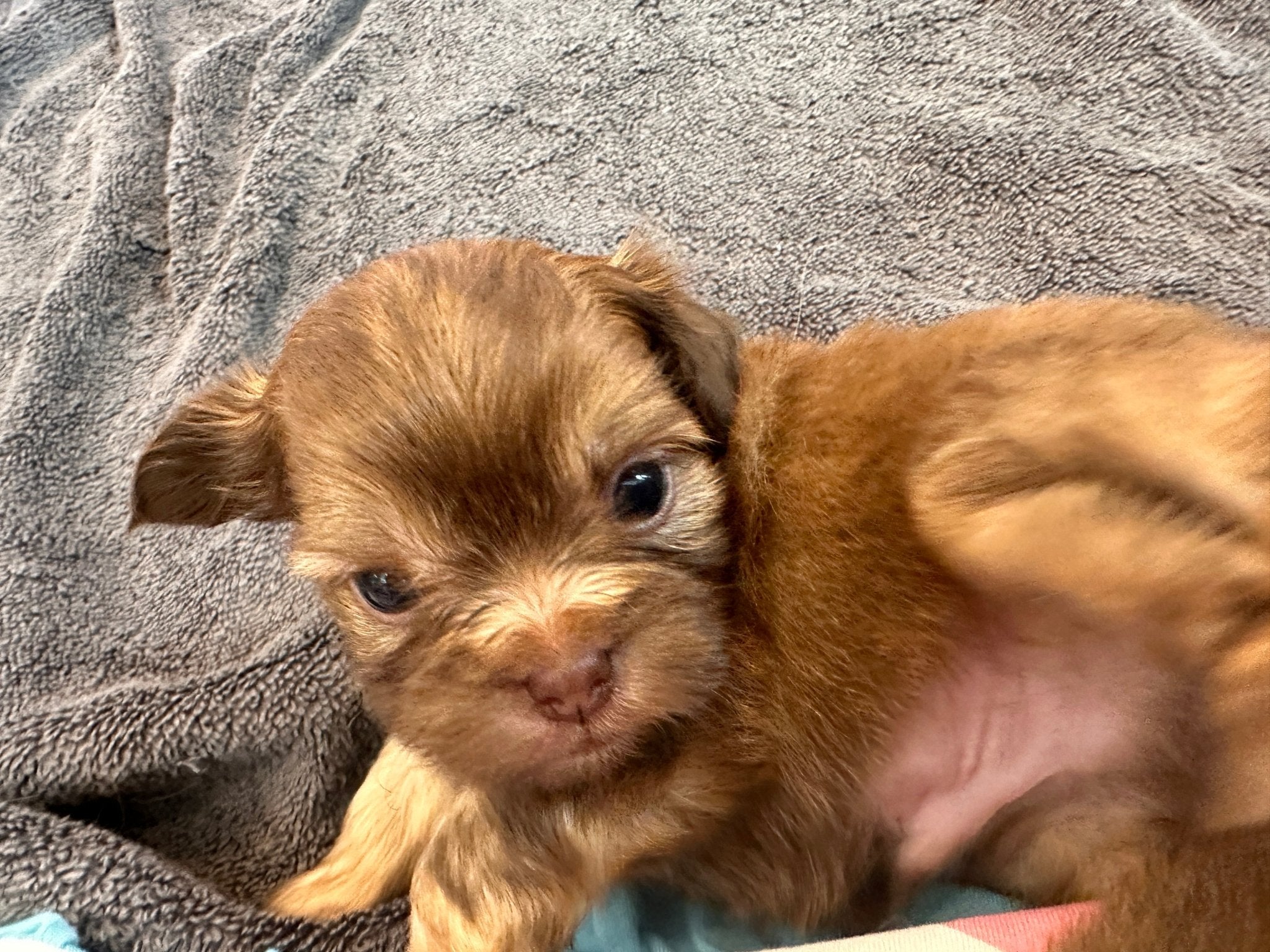 "Simon" - Sunshine Mi-Ki's